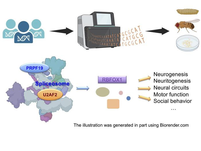 前信使核糖核酸剪接是一個高度協(xié)調(diào)的過程