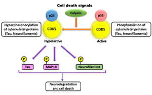 脊髓性肌萎縮的新靶點