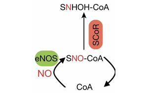 Cell找到了糖尿病的新病因！這種酶能阻止體內(nèi)產(chǎn)生胰島素