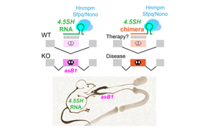 神秘的小RNA分子：第一個自然產(chǎn)生的，能調(diào)節(jié)選擇性剪接的RNA