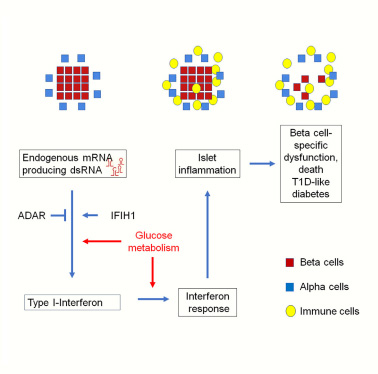 胰腺β細胞中有缺陷的RNA編輯會導致內(nèi)源性雙鏈RNA的積累，導致腸間反應、炎癥和胰島破壞