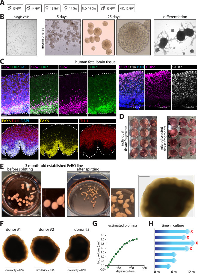 FeBO細胞系建立的供體組織特征
