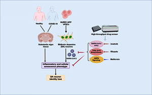 Cell Stem Cell：SARS-CoV-2可以感染多巴胺神經(jīng)元，導(dǎo)致衰老