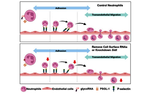 《Cell》身體發(fā)炎，究竟是誰負(fù)責(zé)精準(zhǔn)地招募中性粒細(xì)胞？