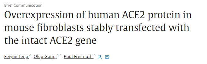 小鼠纖維細(xì)胞的人ACE2蛋白的過度表達(dá)在人ACE2基因協(xié)助下穩(wěn)定地轉(zhuǎn)染 小鼠纖維細(xì)胞的人ACE2蛋白的過度表達(dá)在人ACE2基因協(xié)助下穩(wěn)定地轉(zhuǎn)染