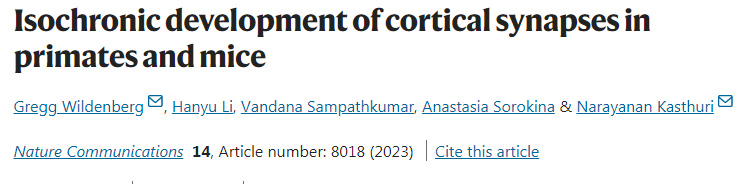 靈長類動物和小鼠皮層突觸的等時(shí)發(fā)育