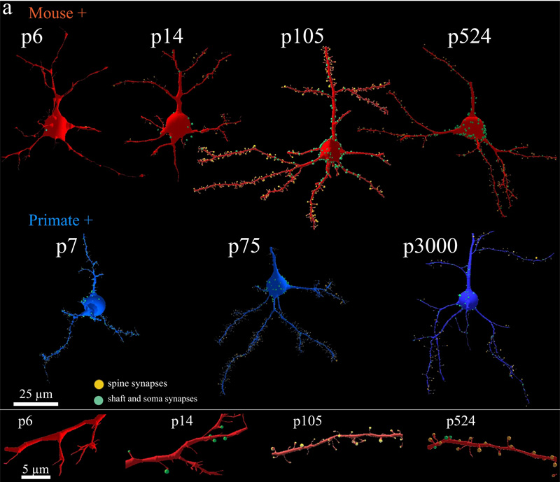 靈長類動物和小鼠皮層興奮性突觸的等時(shí)發(fā)育