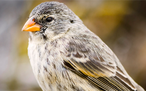 一個物種是如何變成許多物種的?科學(xué)家已經(jīng)證實了達(dá)爾文的假說