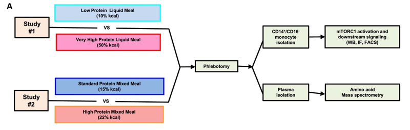 #1研究評估了極限攝入液態(tài)餐中蛋白質(zhì)對單核細胞mTORC1激活和下游功能的影響。