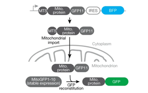 《Nature》重新定義癡呆癥治療，UCB科學家有了新突破