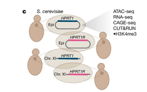 Nature：合成DNA揭示了不同進化階段活細胞之間的神秘差異