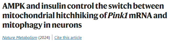 AMPK和胰島素控制神經(jīng)元線粒體連接Pink1 mRNA和線粒體自噬之間的轉(zhuǎn)換