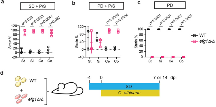 來自不同白色念珠菌菌株背景的WT和酵母鎖定的efg1Δ/Δ細(xì)胞的適應(yīng)性比較