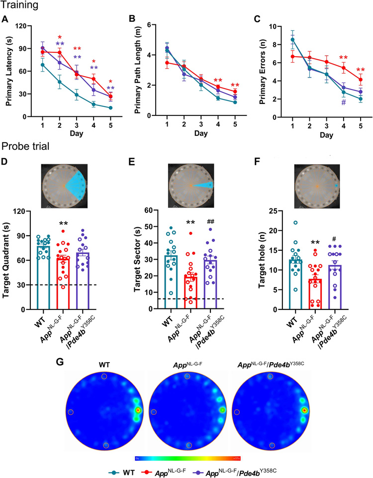 用Barnes迷宮實驗評估亞形態(tài)PDE4B對AppNL-G-F小鼠空間記憶的保護(hù)作用