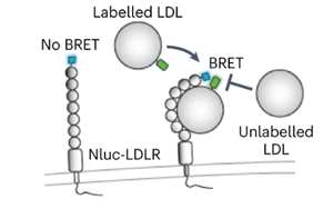 《Nature Microbiology》出血熱病毒如何進入人體細胞？