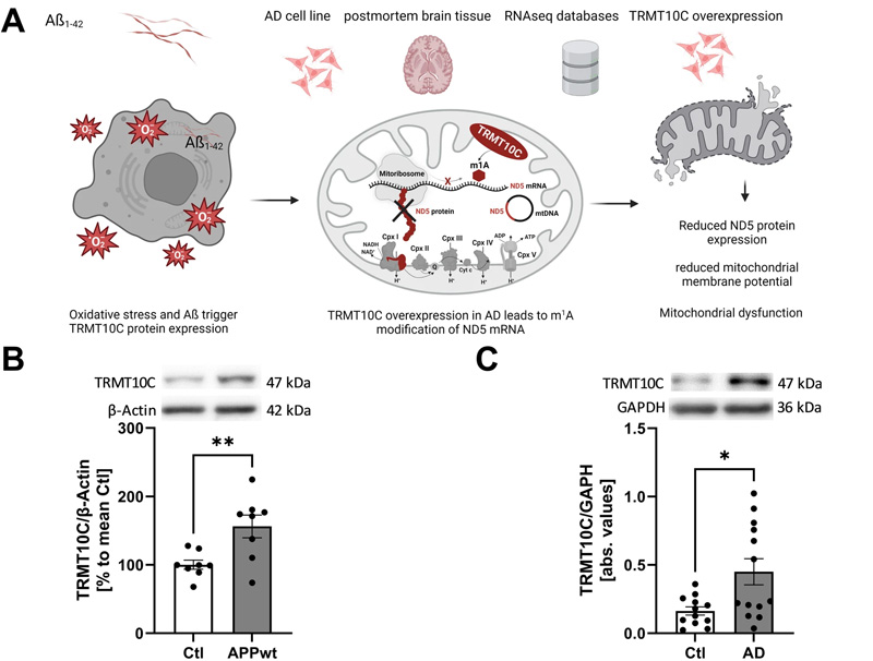 TRMT10C蛋白和mRNA水平在AD細(xì)胞和動物模型以及AD患者的皮層樣本中增加
