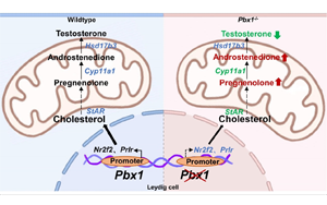轉(zhuǎn)錄因子PBX1在調(diào)控間質(zhì)細胞分化和精子發(fā)生中的關(guān)鍵作用