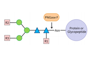 PNGase F——精準N糖分析工具，助力糖生物學研究