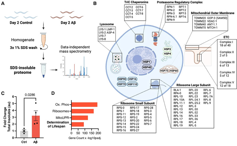 β淀粉樣蛋白驅(qū)動(dòng)蛋白質(zhì)組全蛋白質(zhì)的不溶性，類似于正常衰老