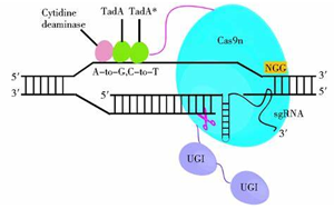 Nature Biotechnology：一種新的基因編輯系統(tǒng)可以治療復(fù)雜的疾病