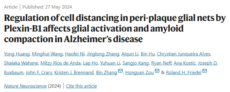 Plexin-B1對阿爾茨海默病斑塊周圍神經(jīng)膠質(zhì)網(wǎng)細胞距離的調(diào)節(jié)影響神經(jīng)膠質(zhì)活化和淀粉樣蛋白壓實