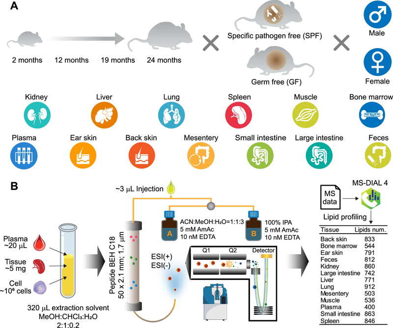 該研究的實驗設(shè)計和脂質(zhì)分析總結(jié)