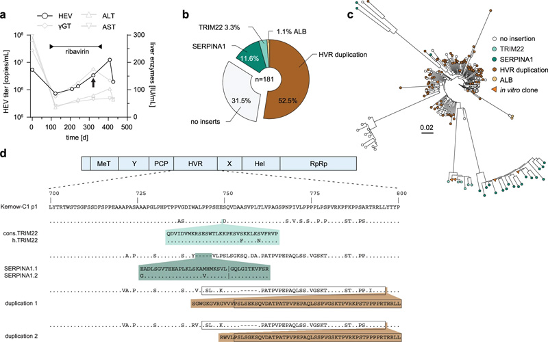 通過克隆測(cè)序鑒定HEV患者中的HVR插入