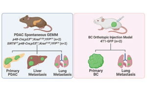 Nature子刊：一種幫助癌細(xì)胞擴(kuò)散到全身的基因