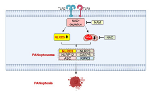 《Cell》首次發(fā)現(xiàn)NLRC5在免疫反應(yīng)和細(xì)胞死亡中的作用