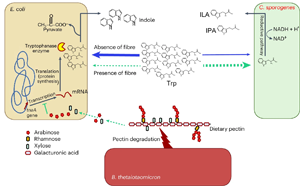Nature子刊：膳食纖維促進(jìn)腸道細(xì)菌對(duì)有益氨基酸的轉(zhuǎn)化