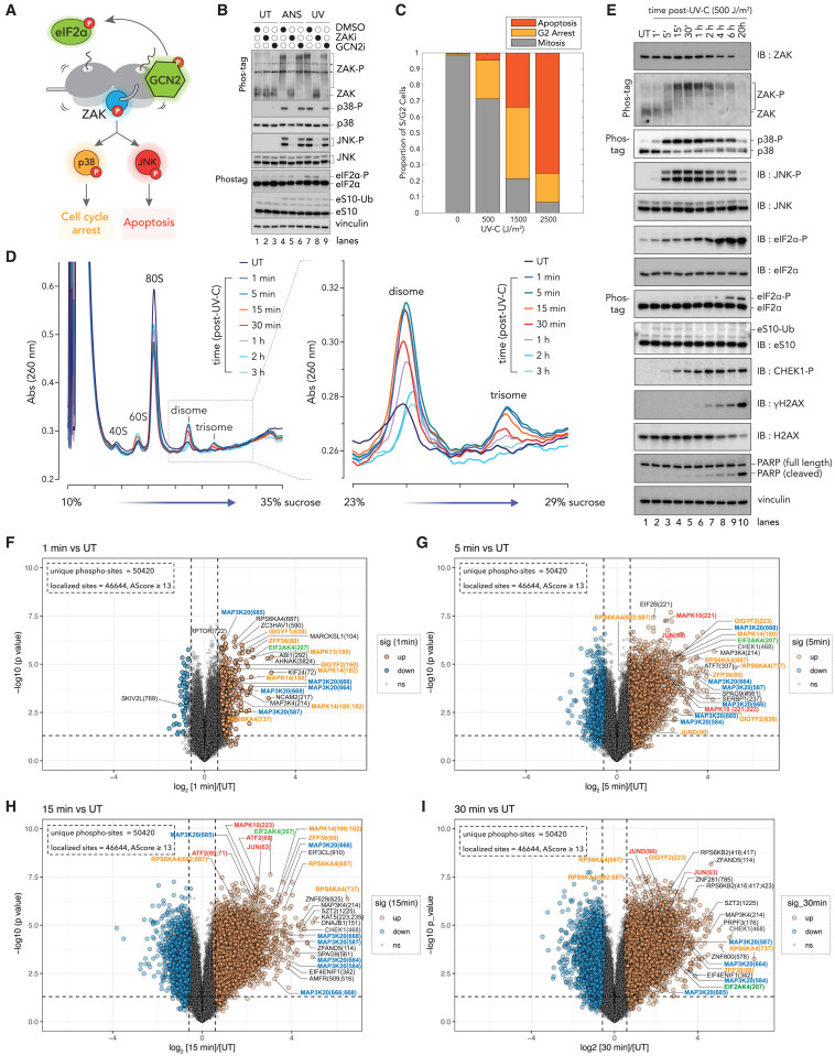 對(duì)紫外線輻射的即時(shí)早期反應(yīng)主要由核糖體介導(dǎo)的信號(hào)傳導(dǎo)