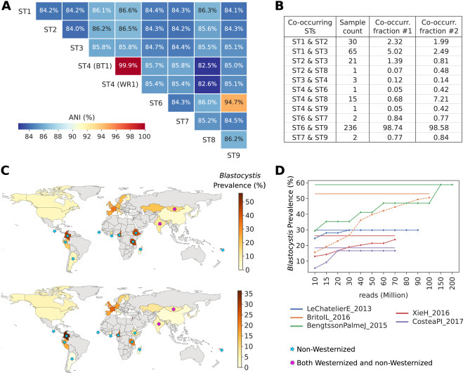 全球芽囊炎的流行率是可變的，僅限于腸道微生物群落