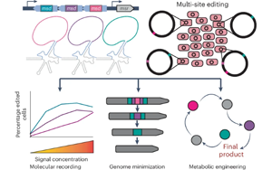 Nature子刊：一步法對(duì)細(xì)胞基因組進(jìn)行多次編輯