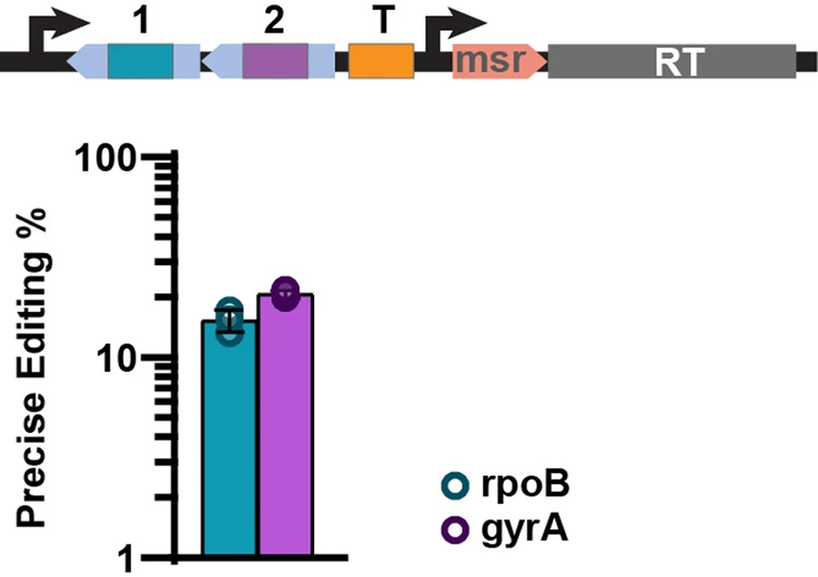 逆轉(zhuǎn)錄酶多位點(diǎn)架構(gòu)實(shí)現(xiàn)了精確的基因組編輯