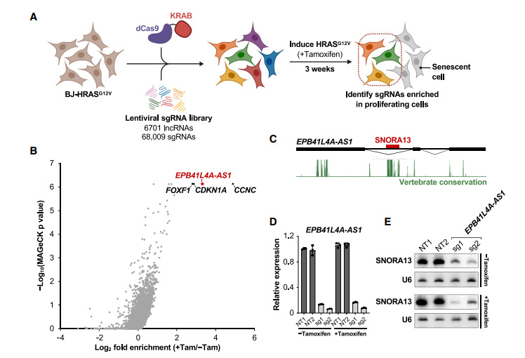 癌基因誘導衰老所需的非編碼RNA EPB41L4A-AS1的鑒定