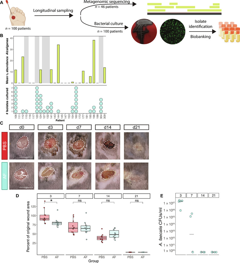 糞芽孢桿菌糾正異常的基質(zhì)金屬蛋白酶表達，促進糖尿病傷口的再上皮化