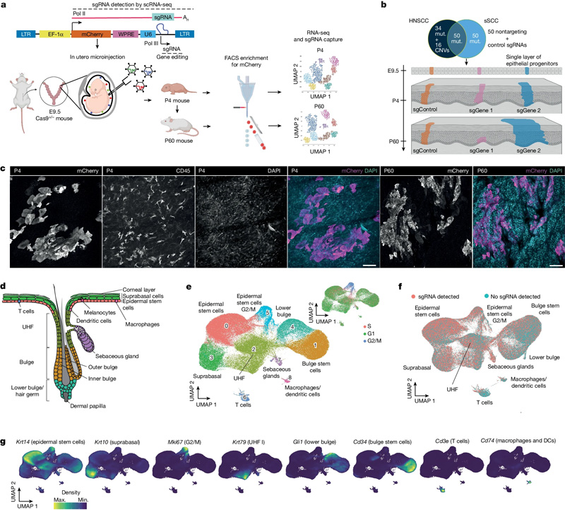 體內(nèi)CRISPR篩選以監(jiān)測小鼠皮膚中的克隆擴增 體內(nèi)CRISPR篩選以監(jiān)測小鼠皮膚中的克隆擴增