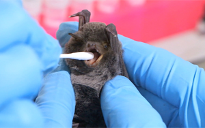 Nature Microbiology：為什么有些病毒比其他病毒具有更大的“大流行潛力”？