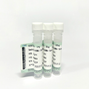 Seebio? 分選酶A（Sortase A）