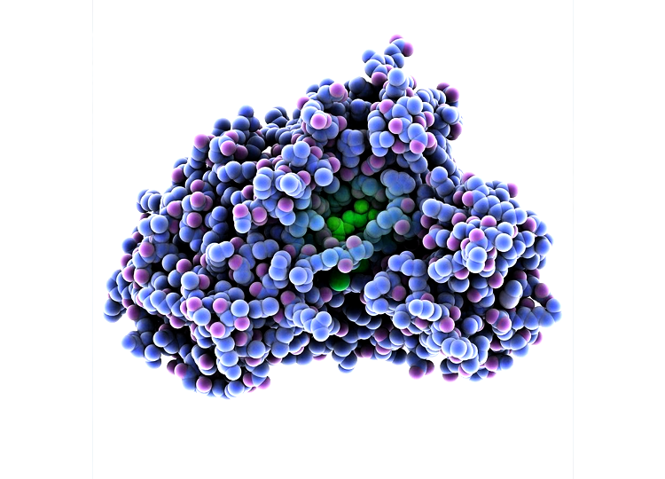 抗壞血酸氧化酶(AOX)