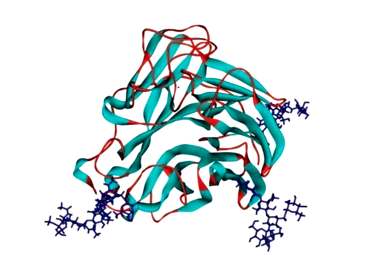 神經(jīng)氨酸酶