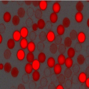 紅色羧基聚苯乙烯微球，粒徑300nm，4%固含量